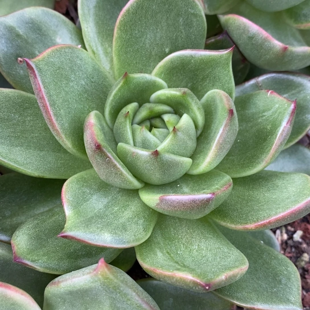 代***～无花朵东云系多肉植物