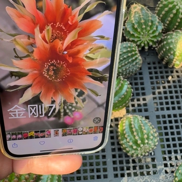 248金刚7歪无根侧牙4公分左右