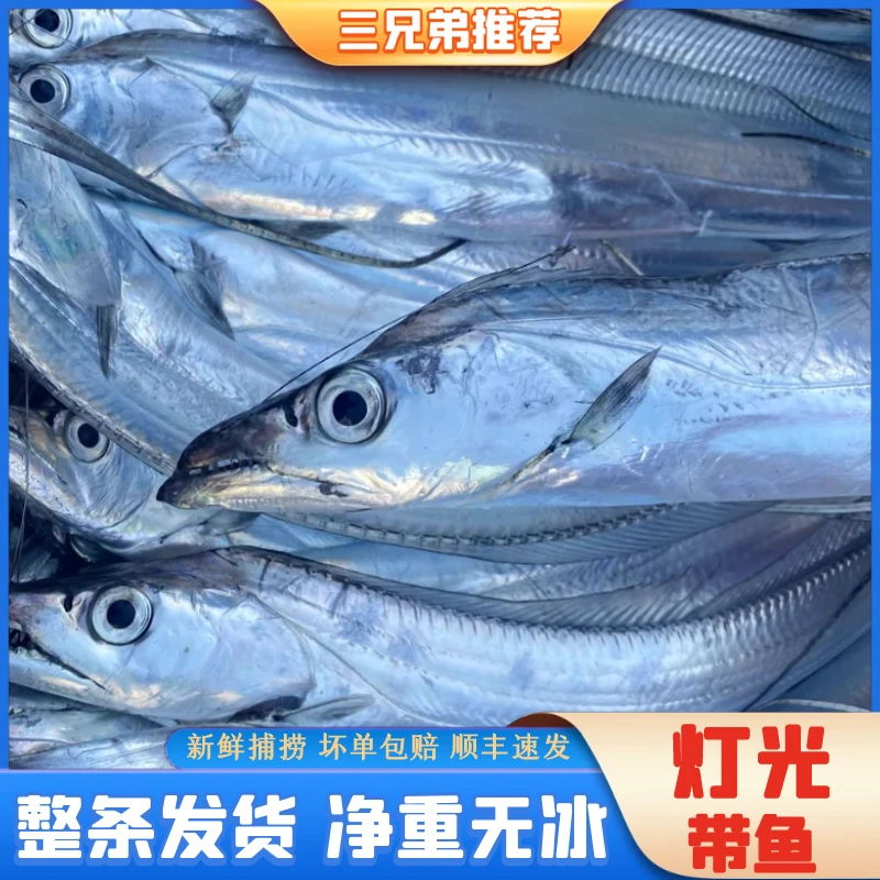 【三兄弟海鲜】野生海捕灯光带鱼新鲜日照顺丰发货7条共4斤