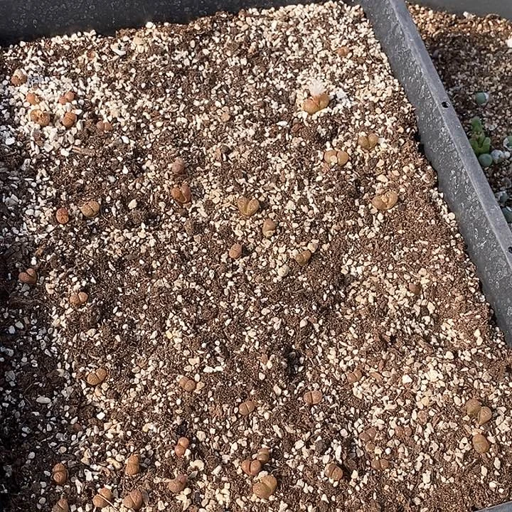 27582一筐超级蛋糕风铃有伤