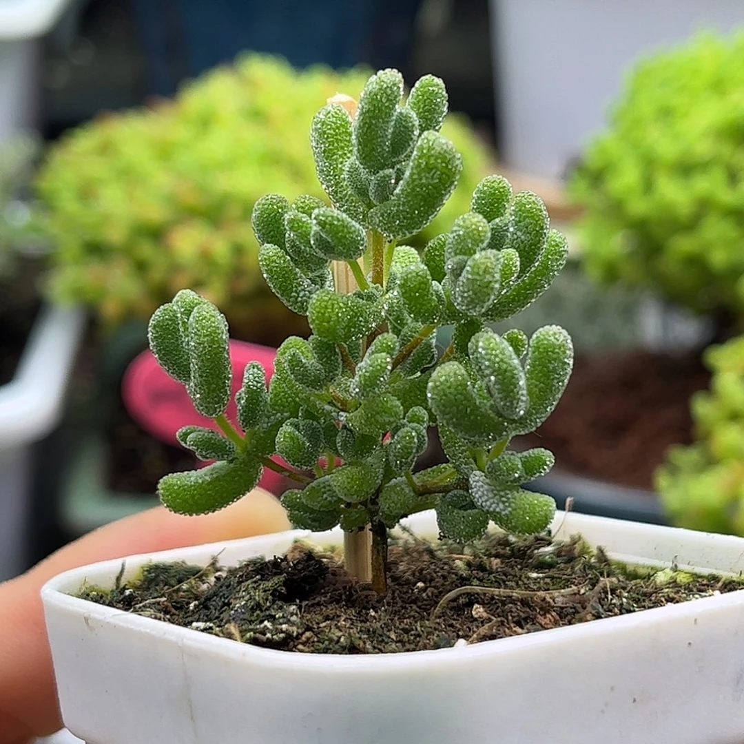 41实生莱斯杂冰晶优选