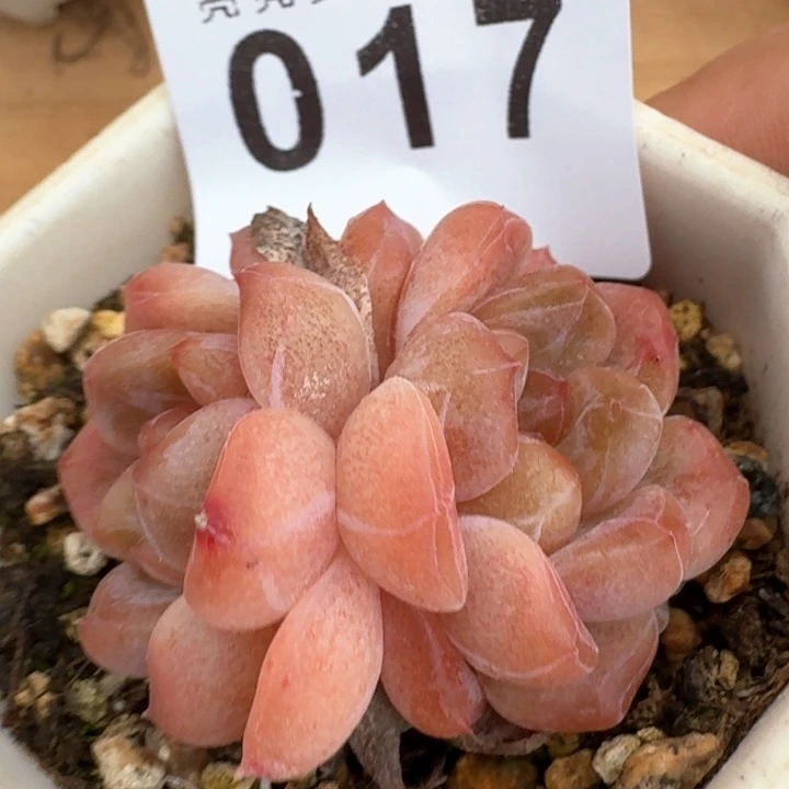 黛玉冰魄            多肉植物
