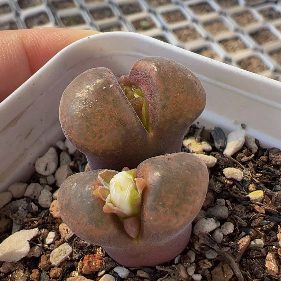 463多肉植物种类多样