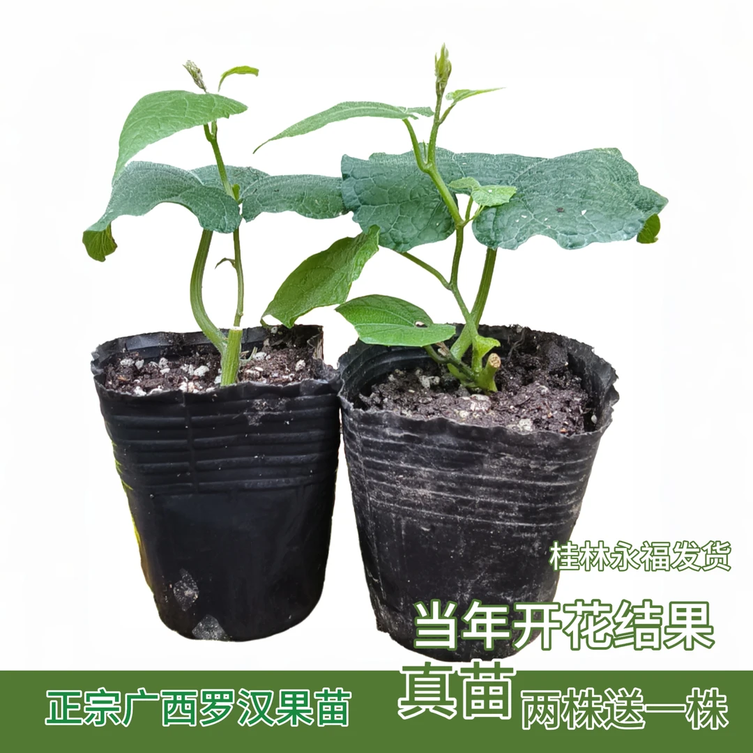 正宗广西罗汉果苗四季种植大叶青皮果 纯甜盆栽景观 庭院种植植物
