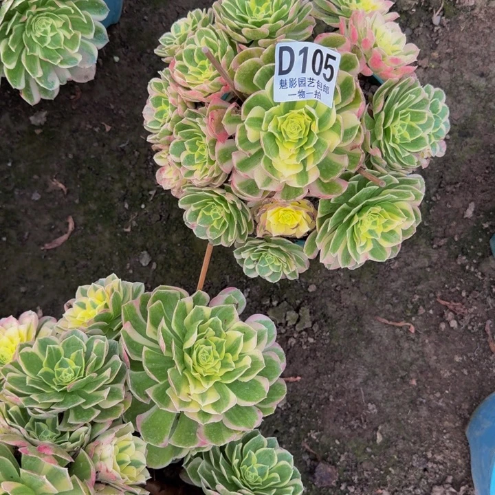 水中月花25-14包邮花花