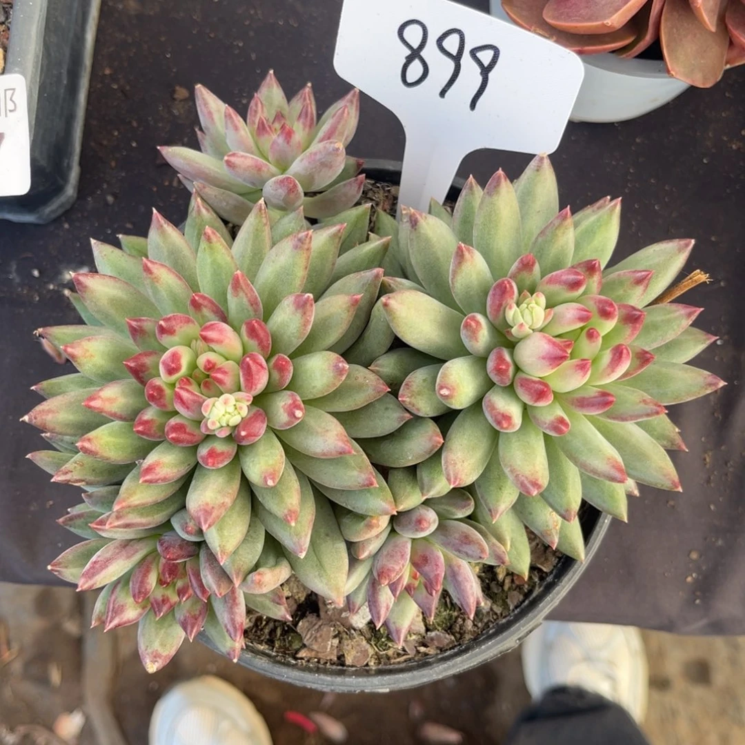 J***粥老阿姨花卉一物一拍899