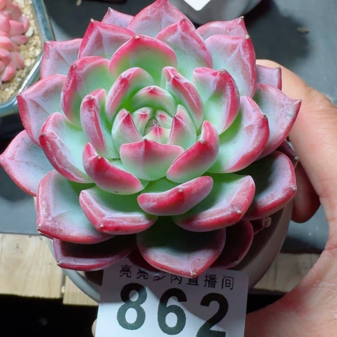 红鸾      愿你一路坦途，乘风破浪展宏图