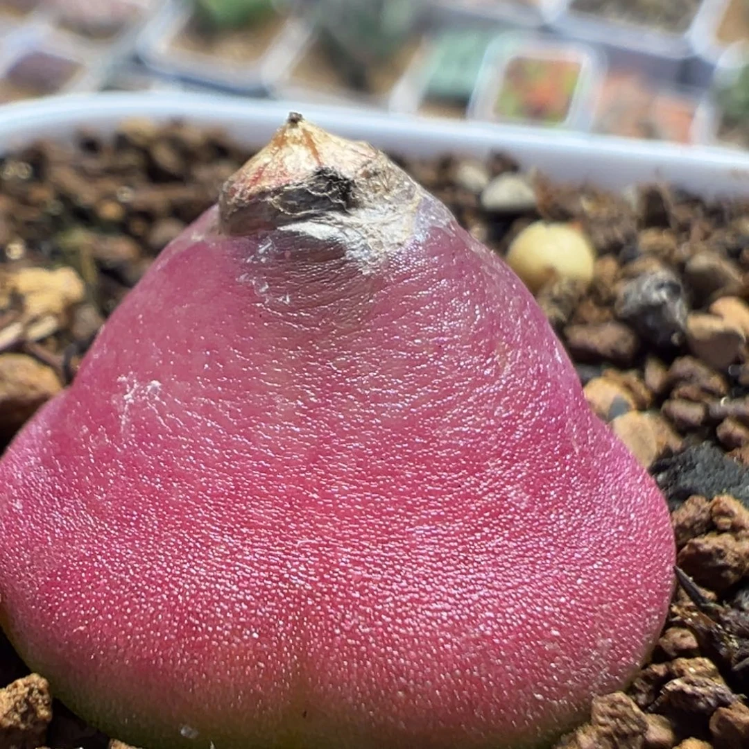 31多肉植物百科植物