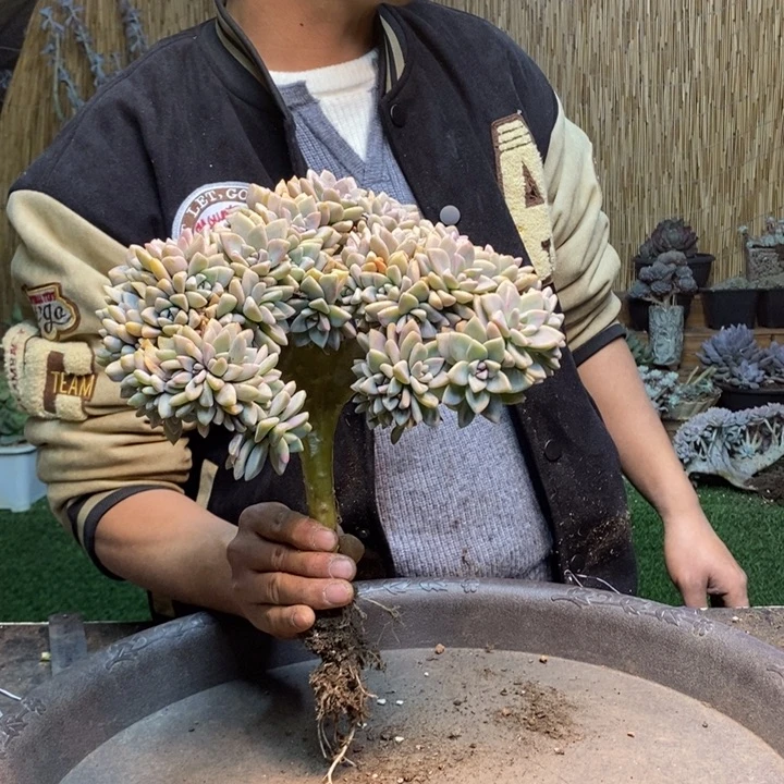 是***0323 号淡雪多肉植物