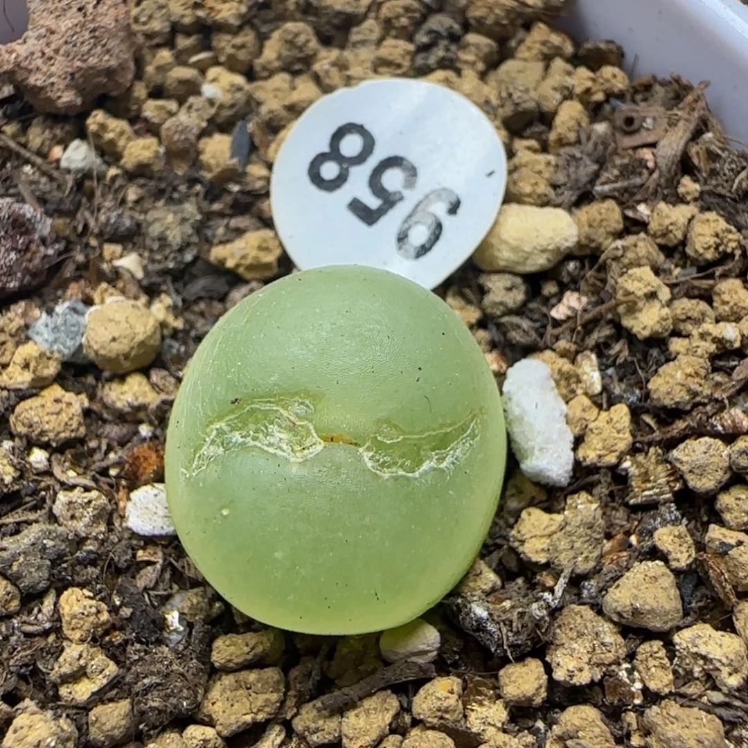 拉登1.4多肉植物958