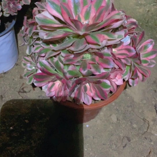无花朵485多肉植物粉女巫