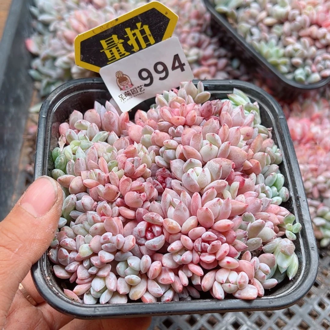 多肉植物多肉植物