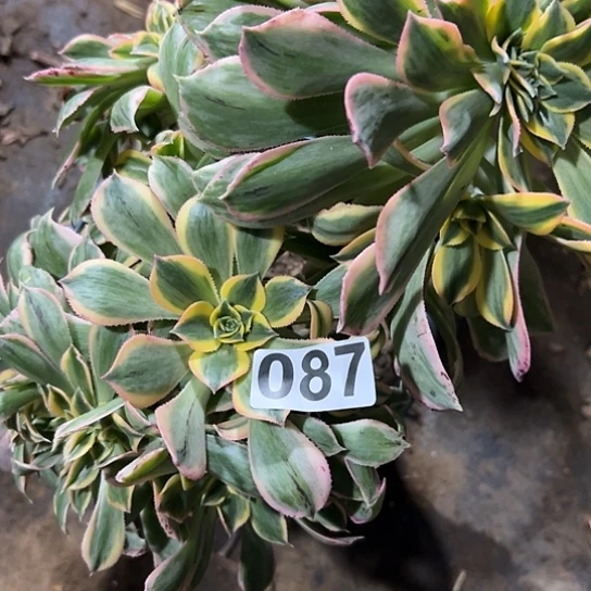 ❤*妹多肉植物一个