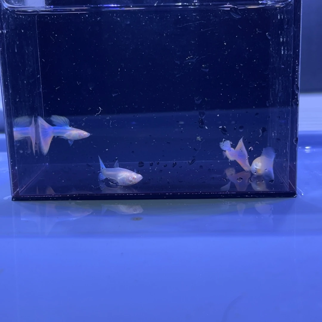 孔雀鱼天使彩虹两对