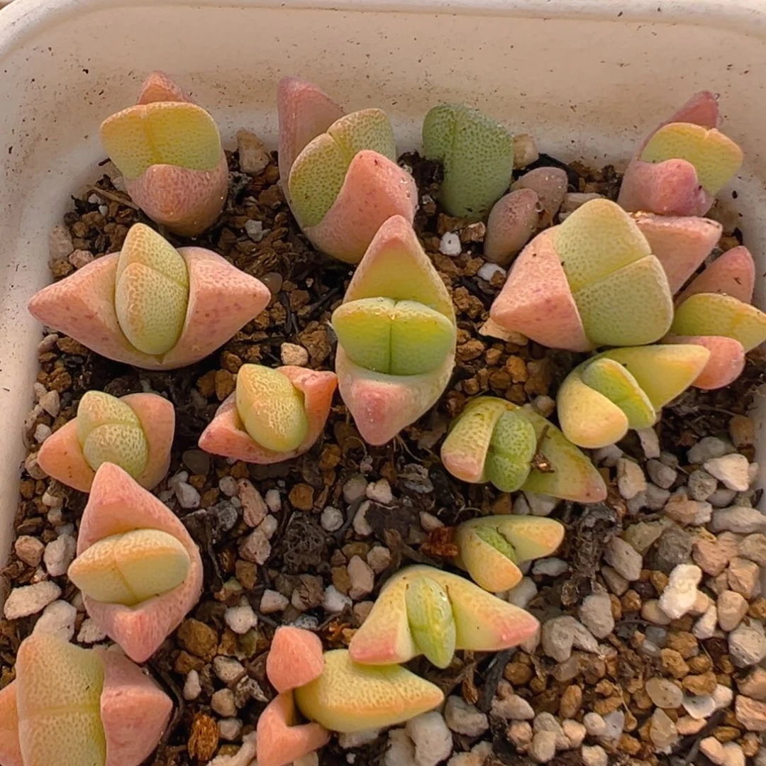 21多肉植物百科知识