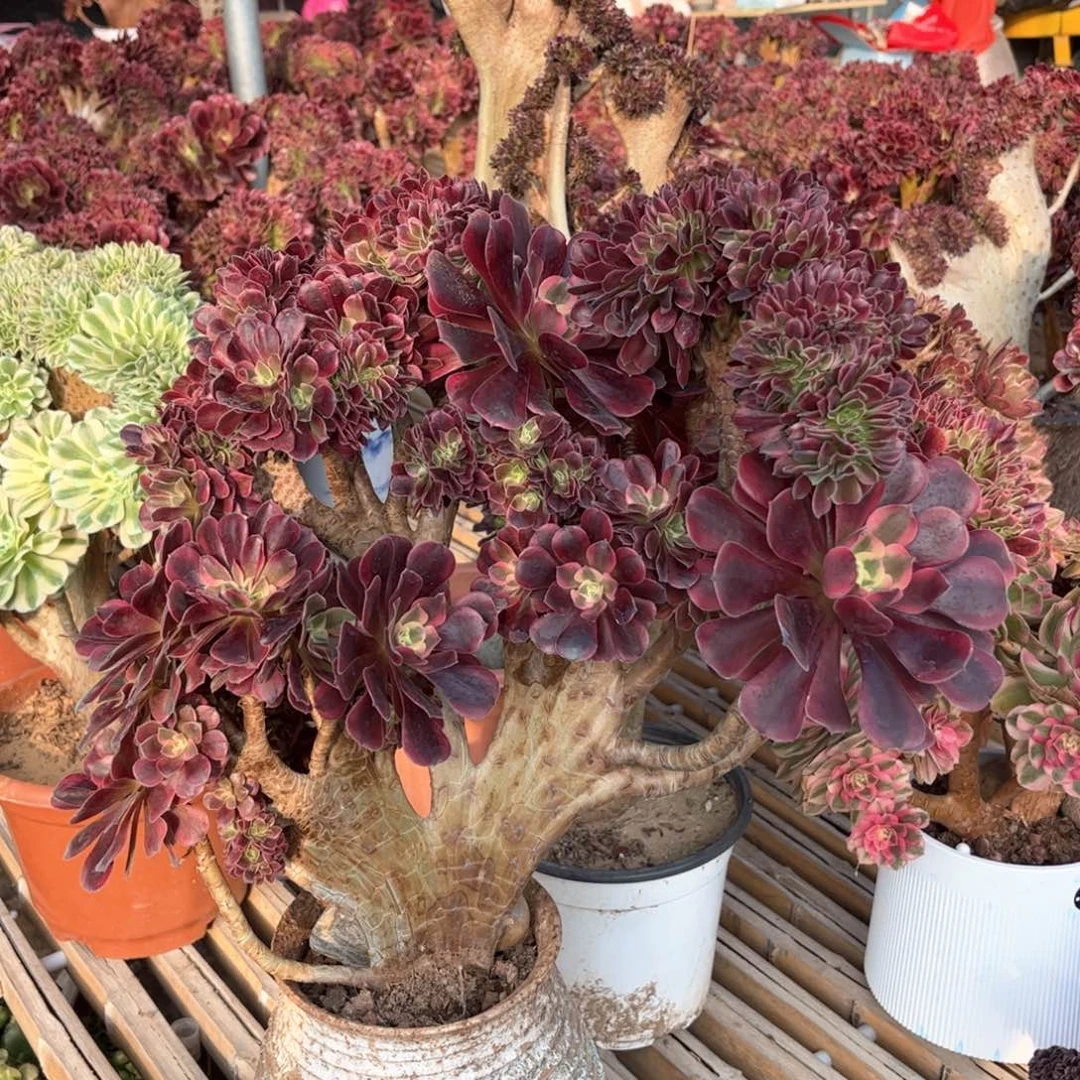 美杜莎大板朵朵整版精品