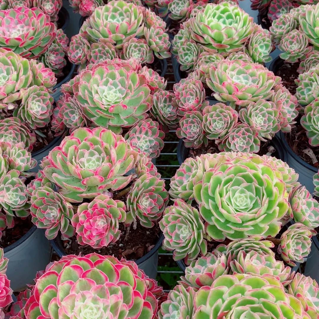 孔雀翎量拍多肉法师一个（带盆带土）