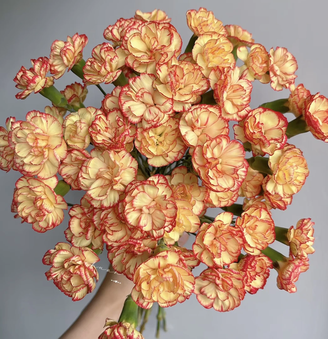 卡林波多丁康乃馨10支昆明基地直发（8+2支防损耗）