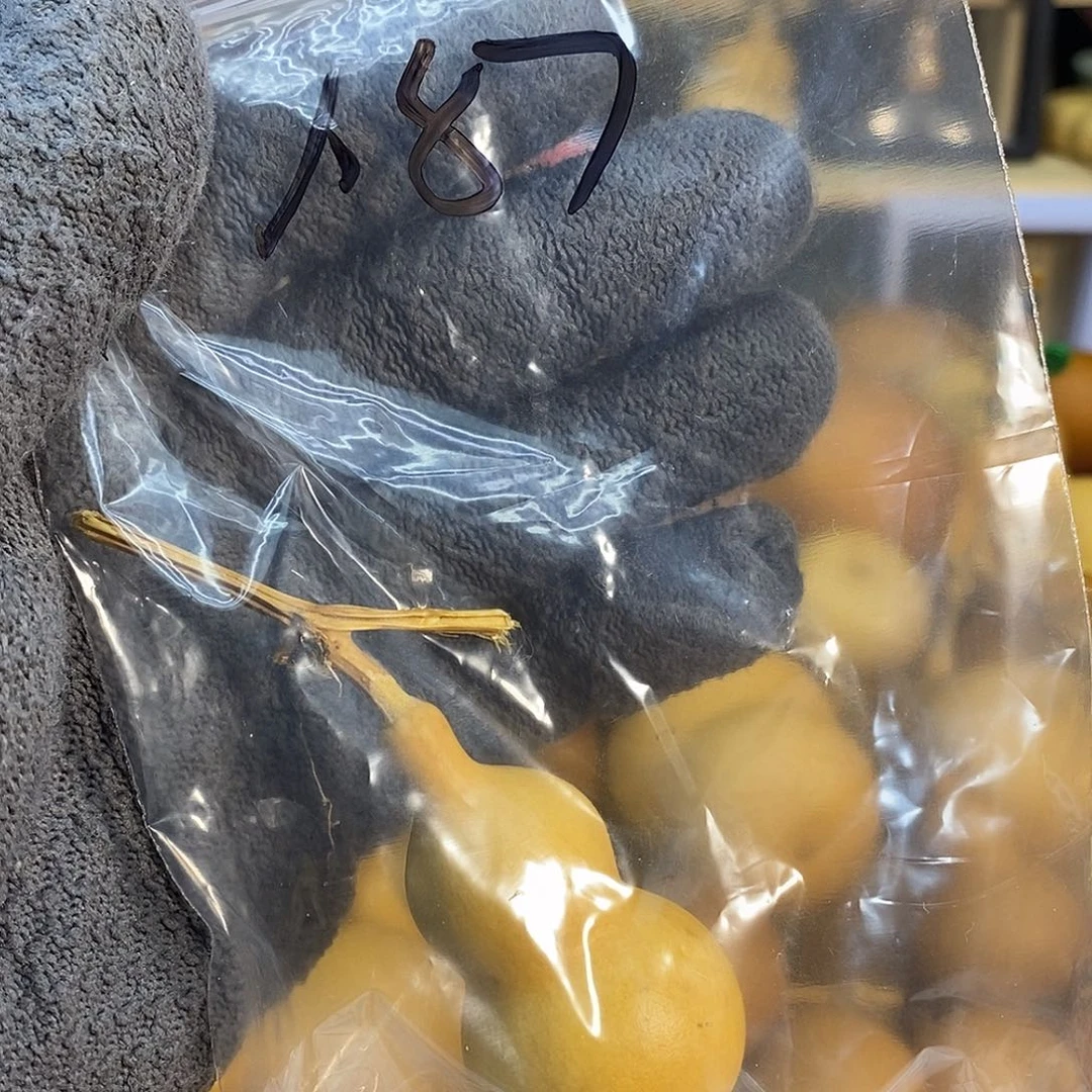 橄榄核手串/手链精品文玩葫芦随便挑