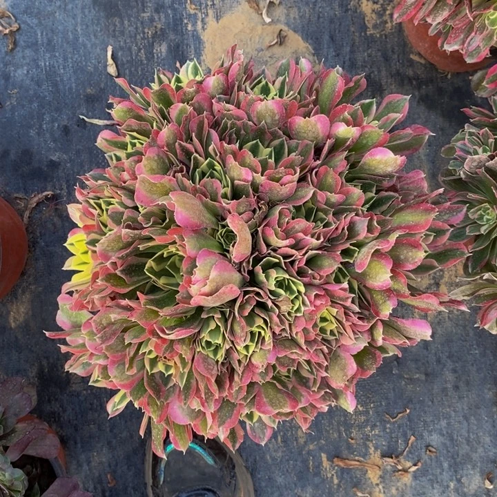 白凤大手捧法师多肉