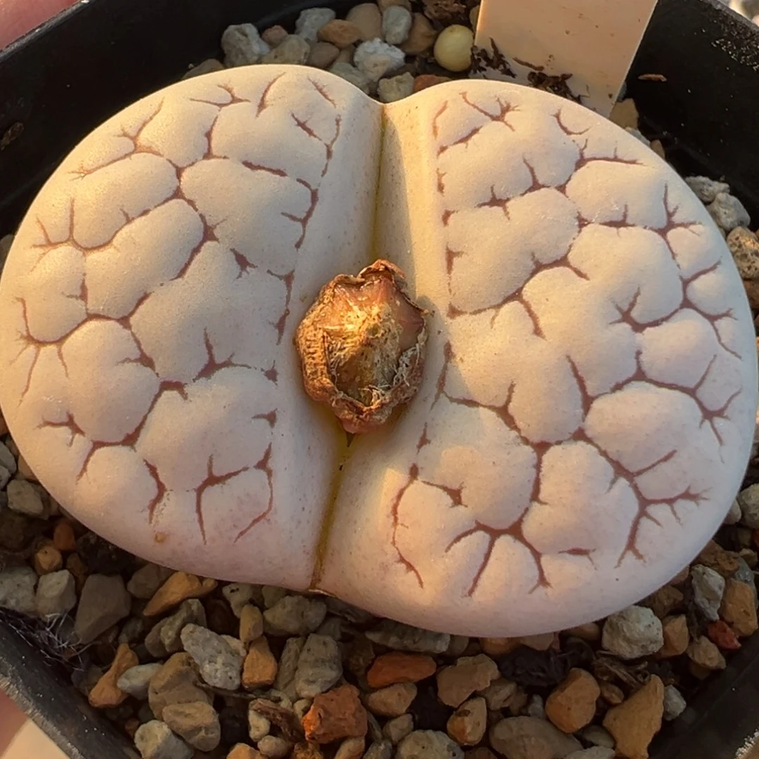 島田c262荒玉母本带盆