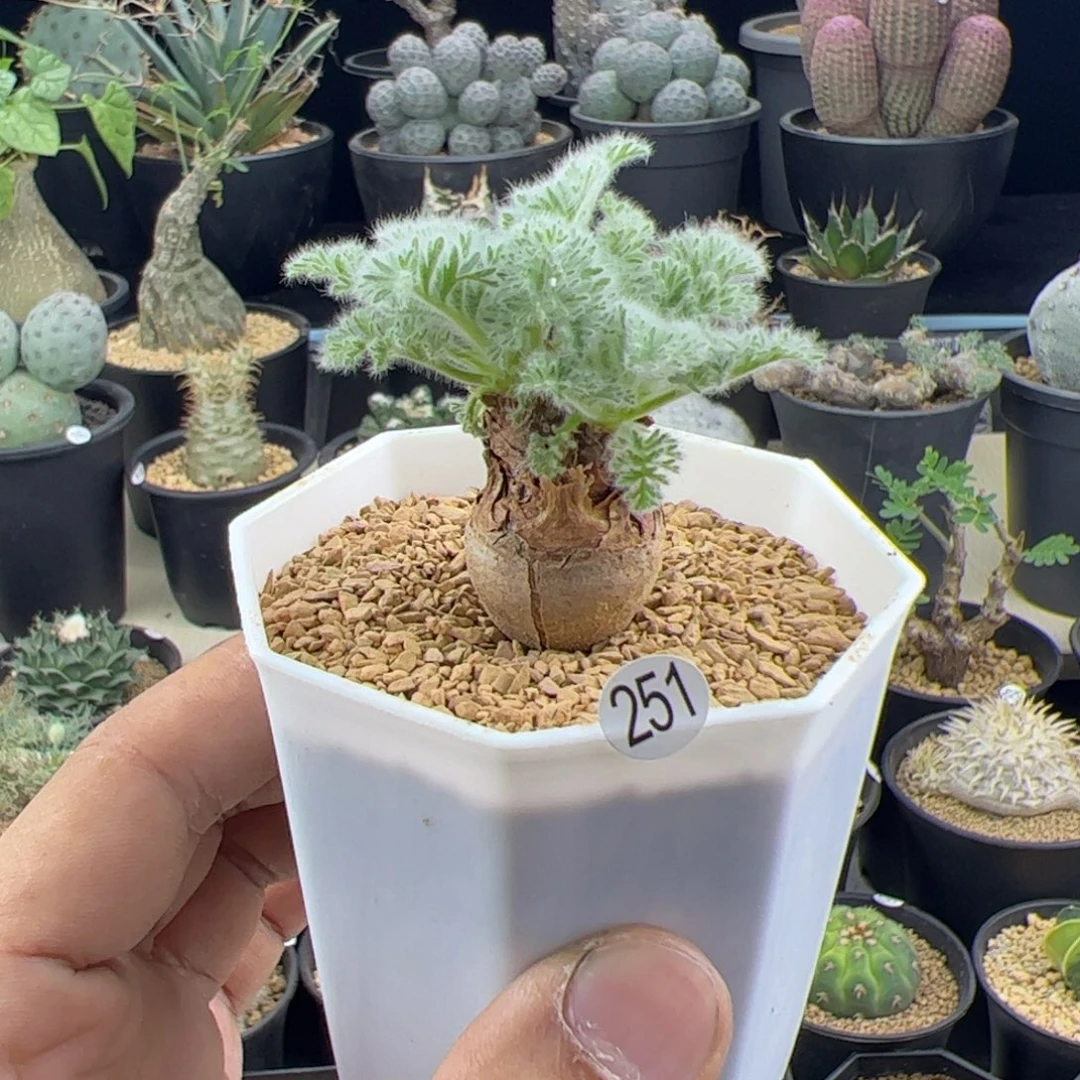 羽叶洋葵一物一拍