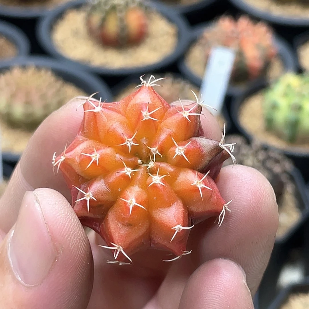 当前无花朵，栽培后可花朵