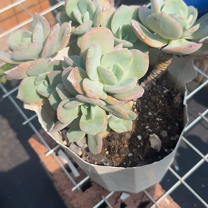 x*u756血凤无主头不售后