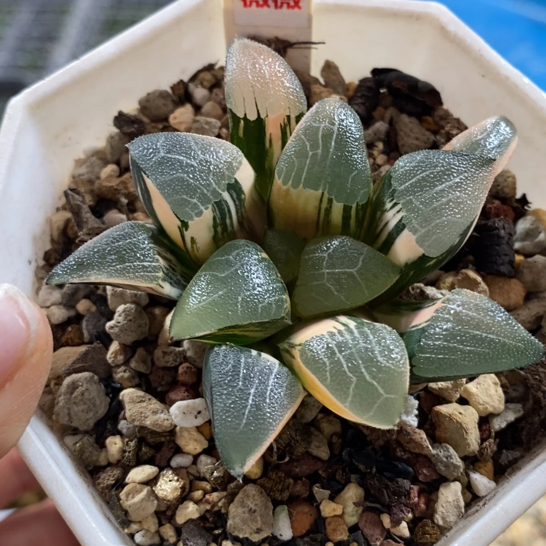 291和田玉克锦一物一图