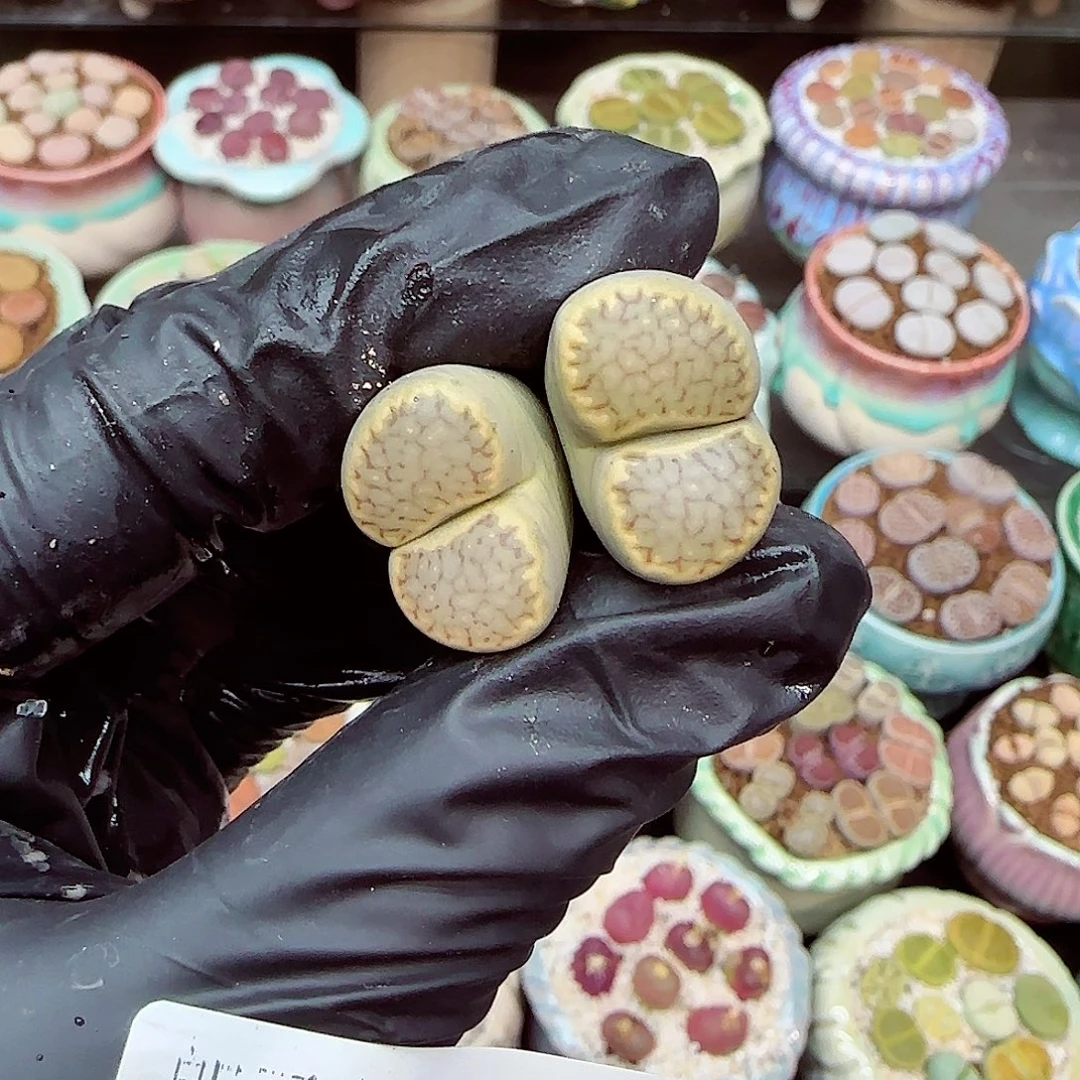 生石花满18包邮1229-111