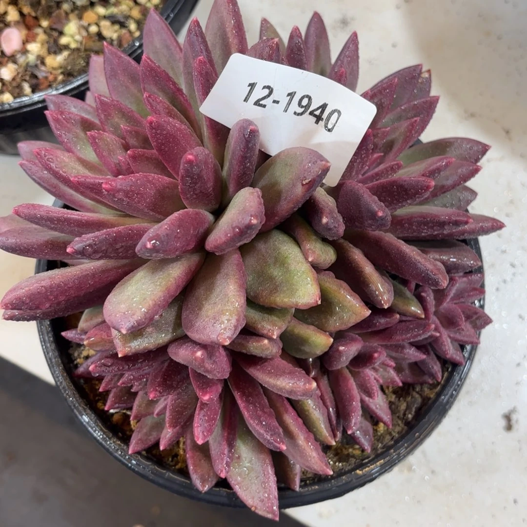 1940迷雾泡泡群多肉植物