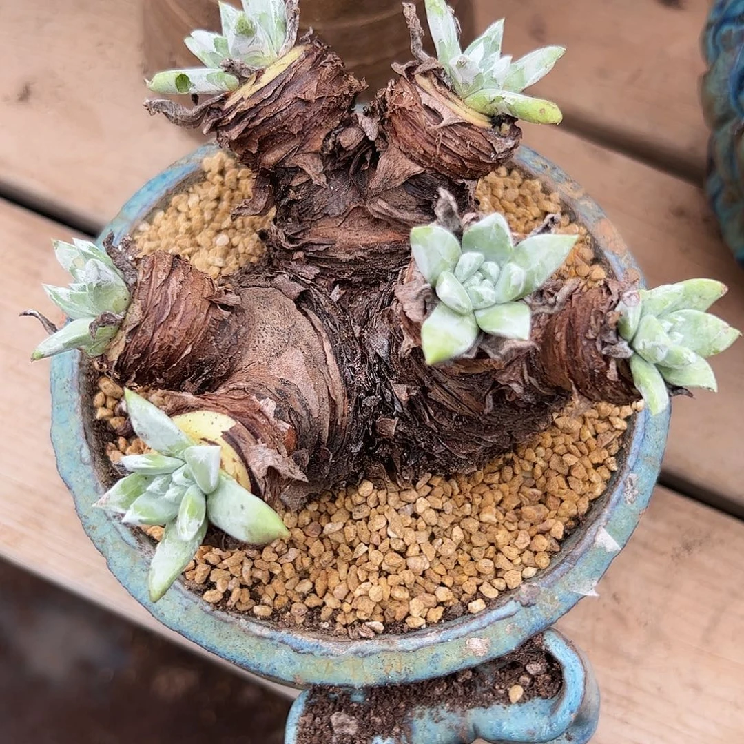 3701苹果叶杂交绿菊