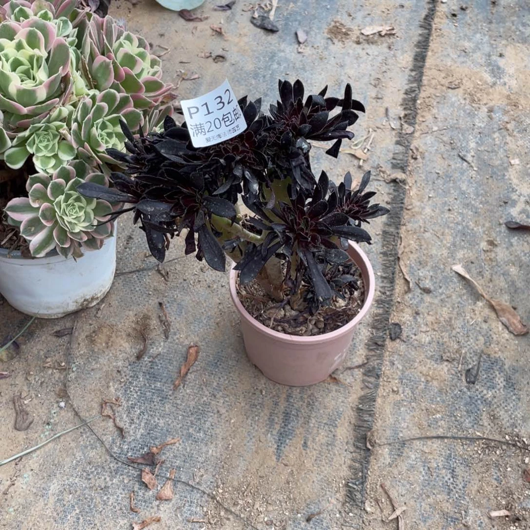 132黑法师缀化多肉
