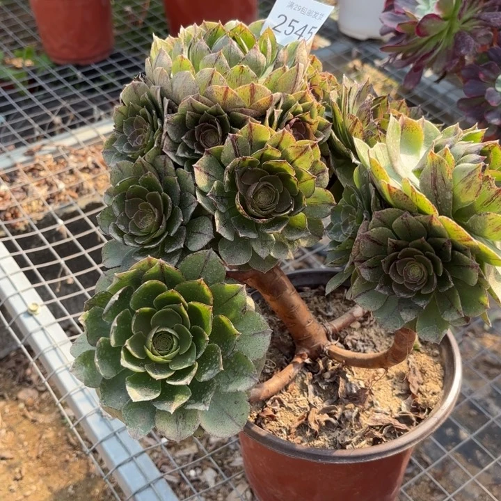 万拉丝多肉法师2545