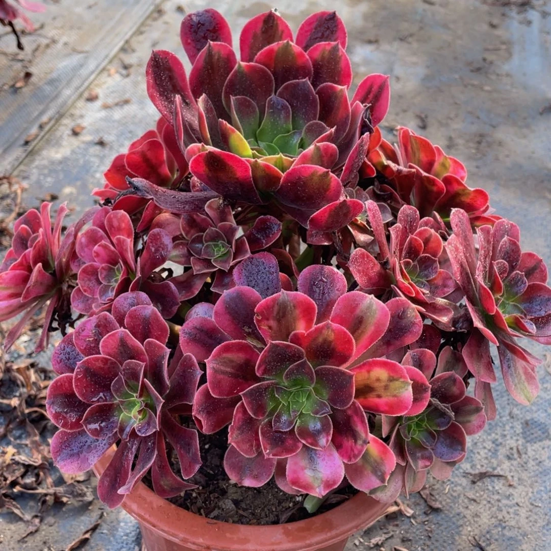 098美杜莎精品法师多肉