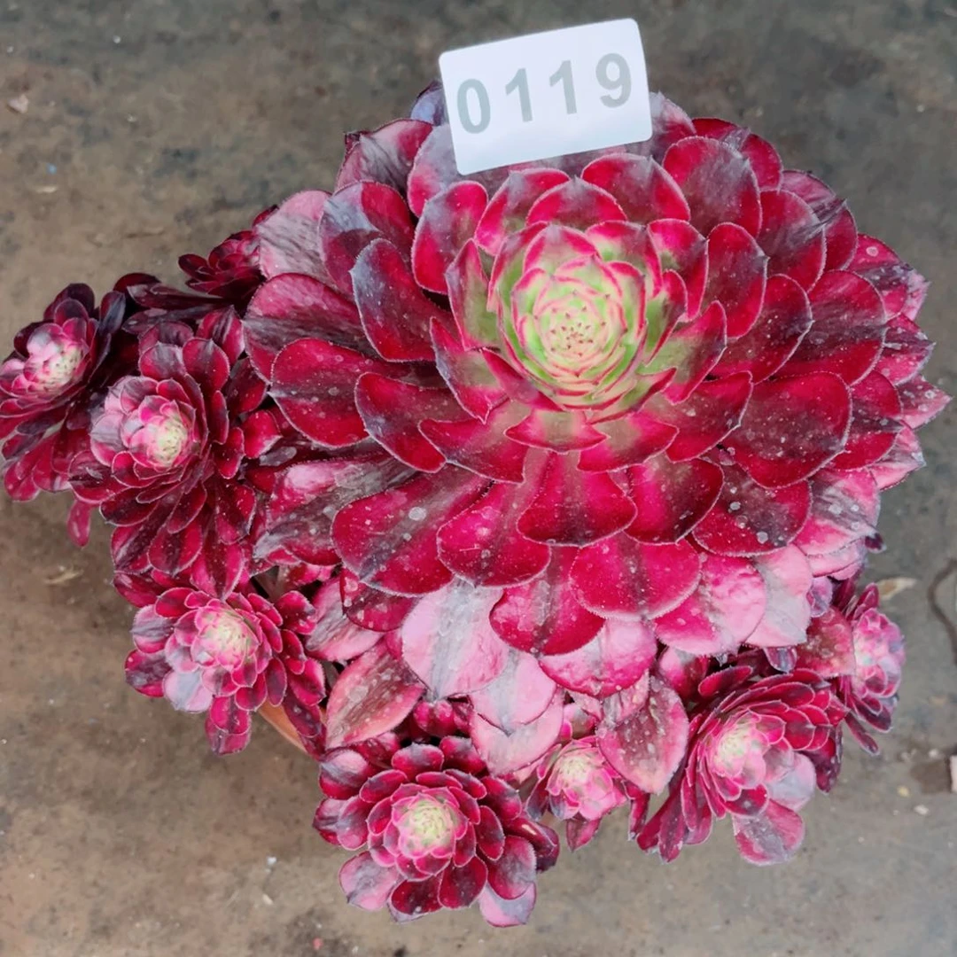 红白优选多肉发货