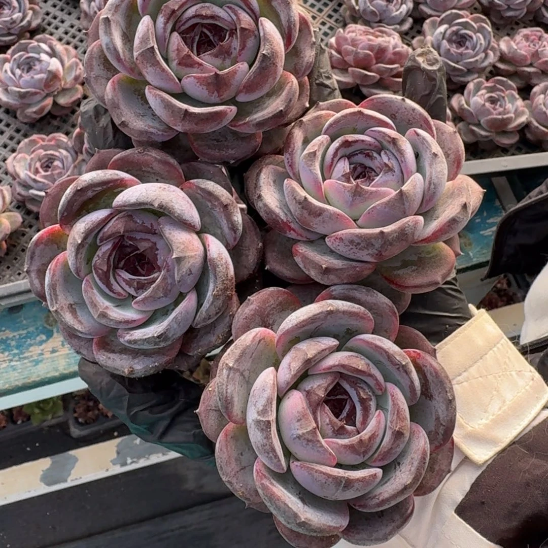 从前慢多肉精选编号1214.黑橙