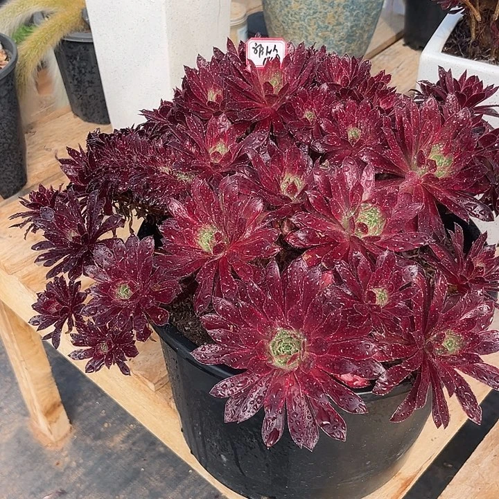 多肉?****?孔雀锦12345