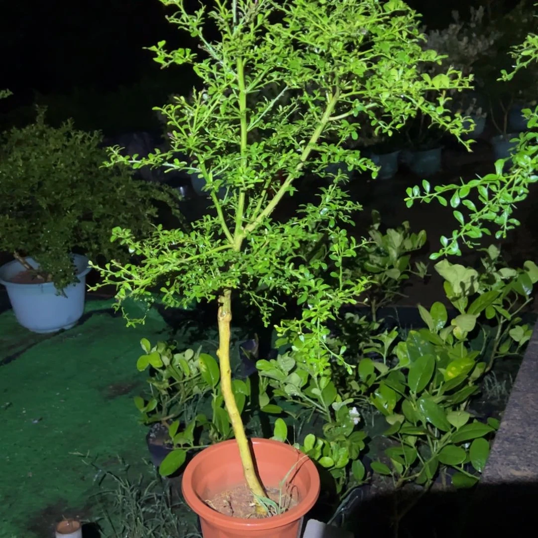 无花朵绿植盆栽花卉植物