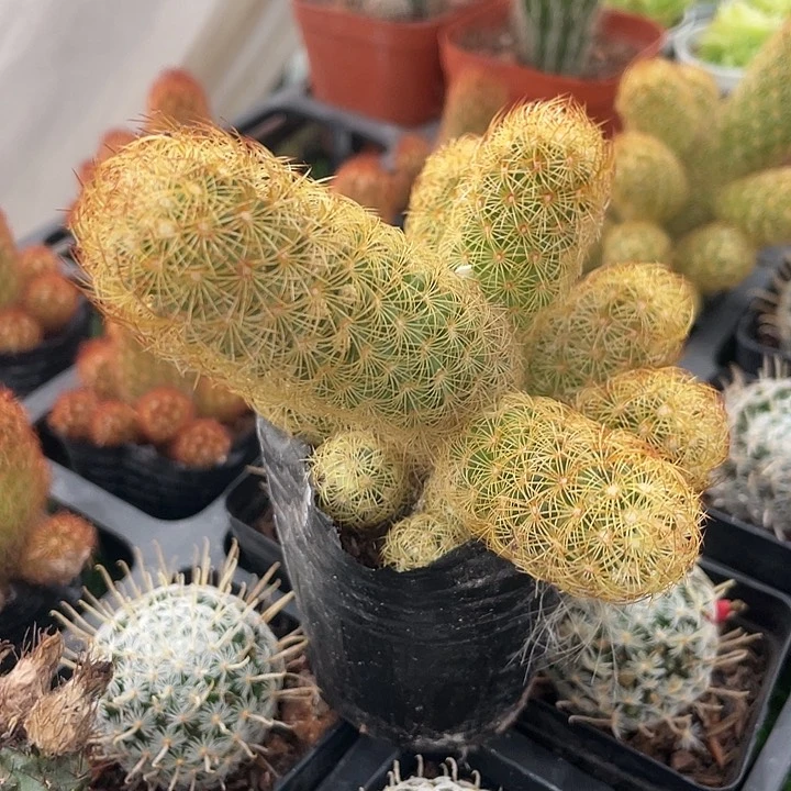 银手指群满25包送