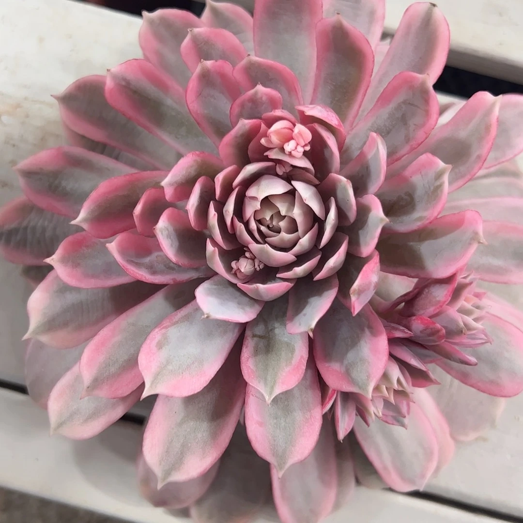 粉蝶锦多肉植物锦