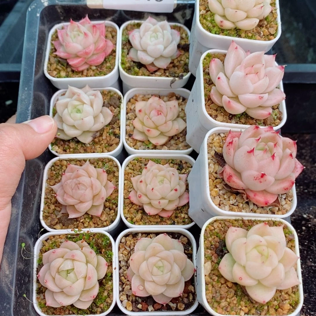 2-516 新疆西藏内蒙不发货 零下不拍保温箱不包损