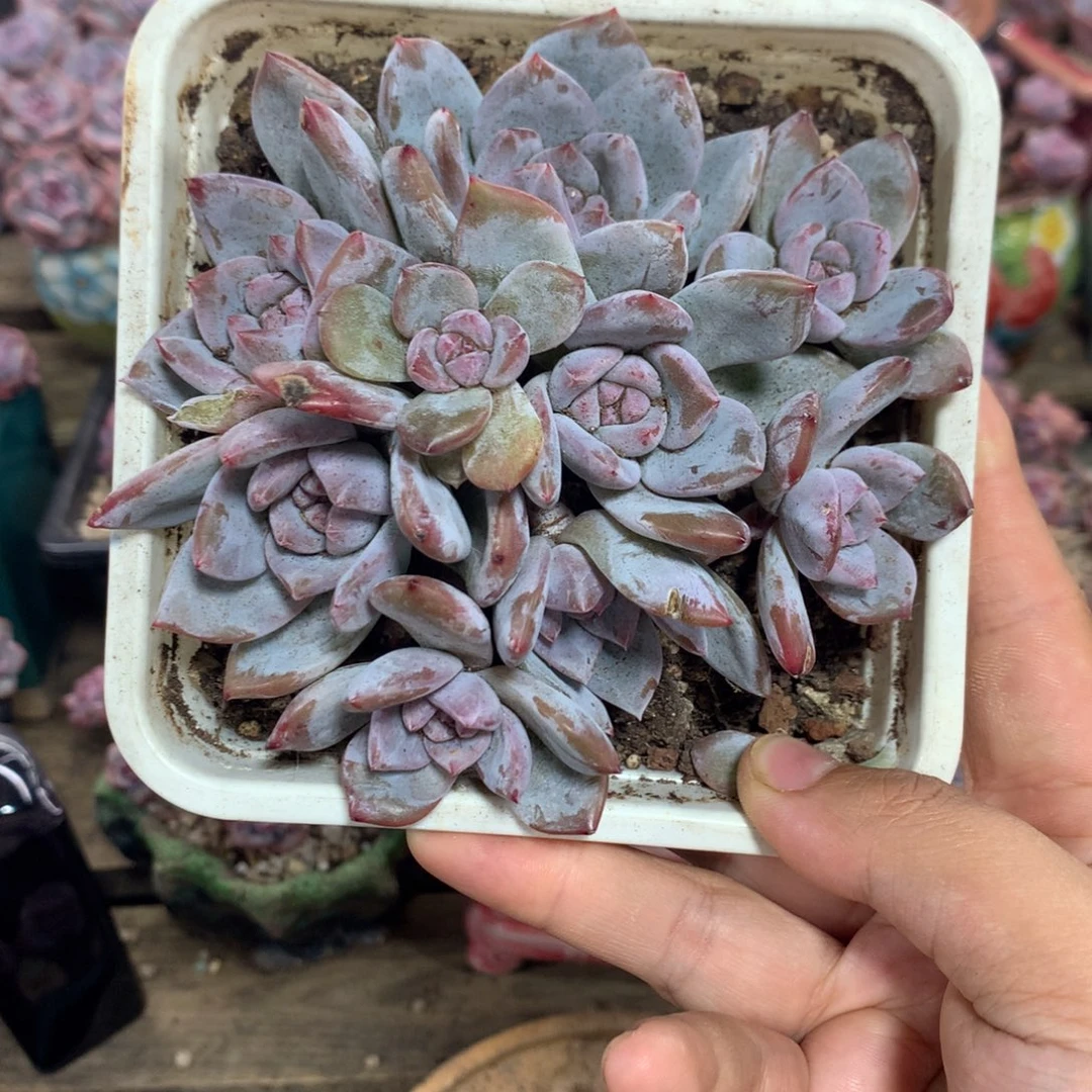 哈哈哈哈哈哈哈哈哈哈哈11