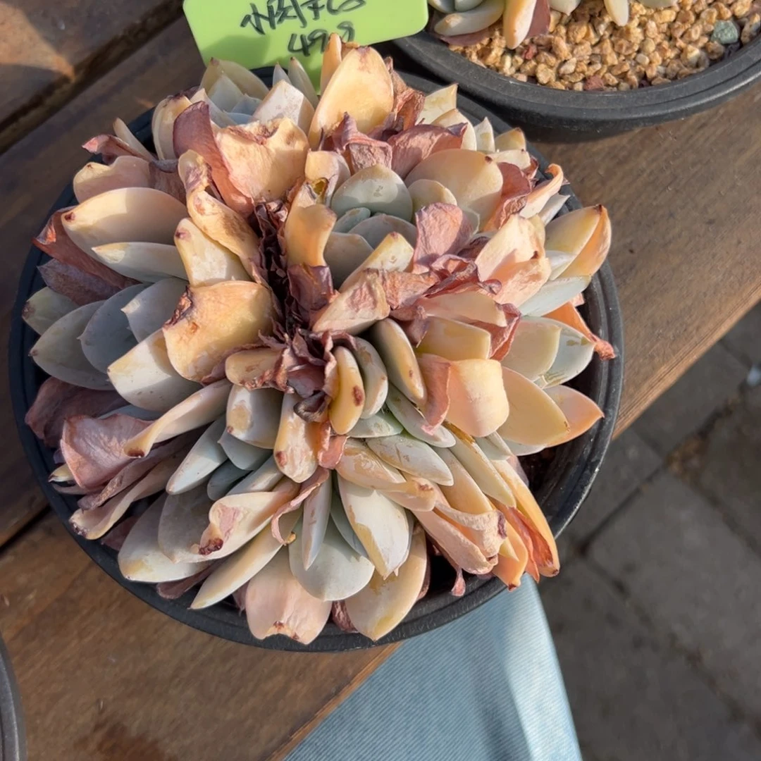 小***子雪特111111111111111