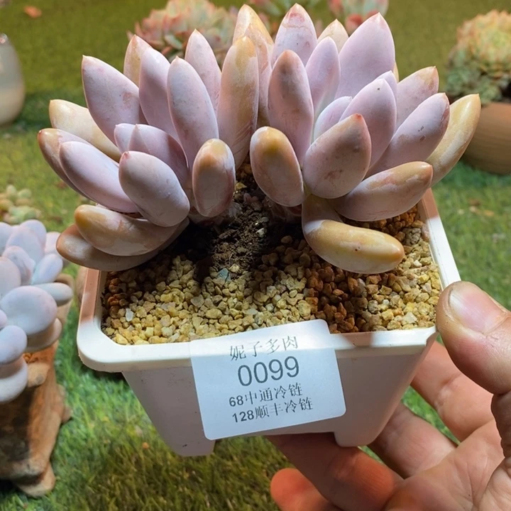 0100啊啊啊啊啊啊啊啊啊