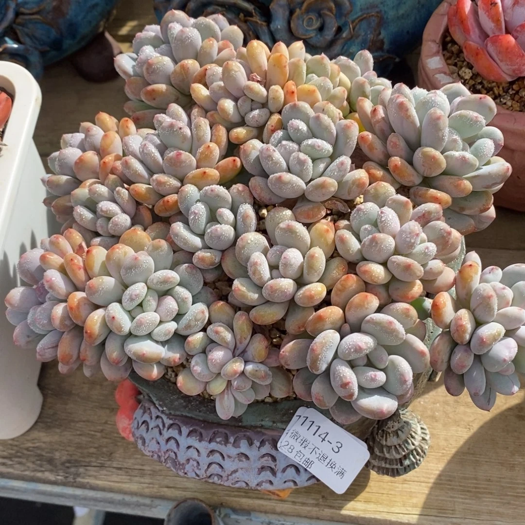 3号多肉大群漂亮呀