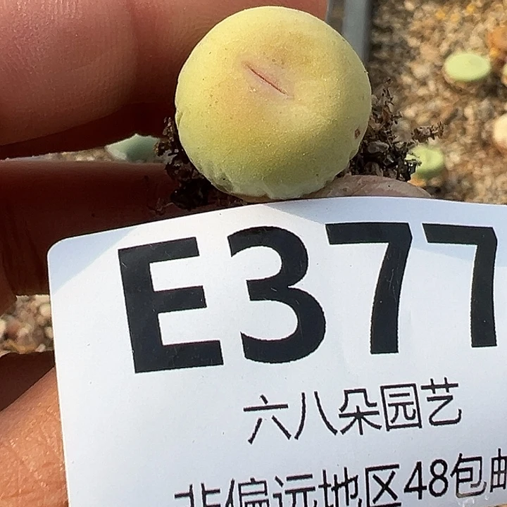 无花朵晴***?377号小红嘴