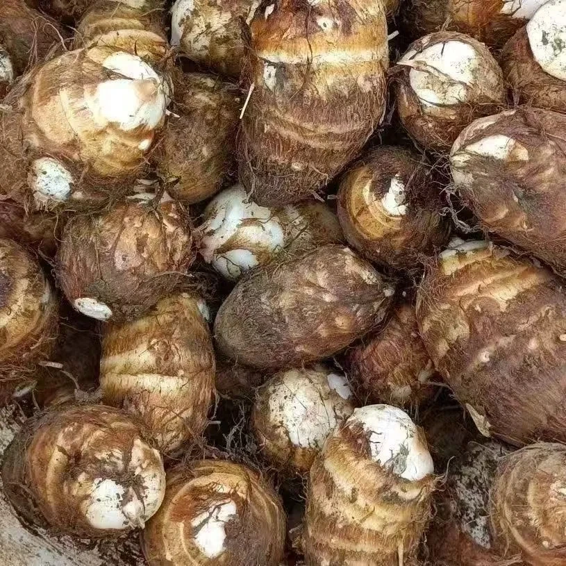 新鲜毛芋头现挖软糯粉滑农家自种蔬菜