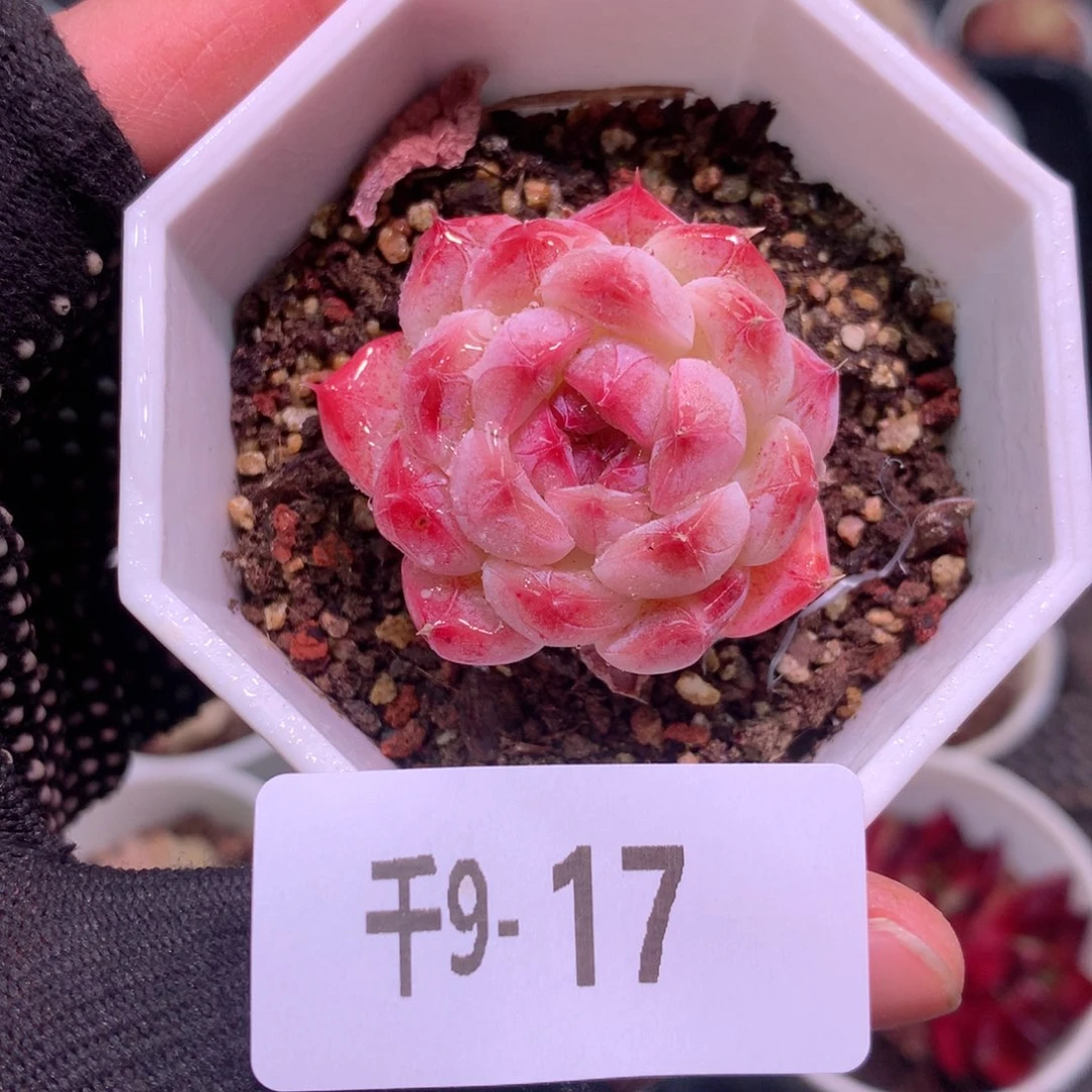 千山雪9-17 胭脂雪