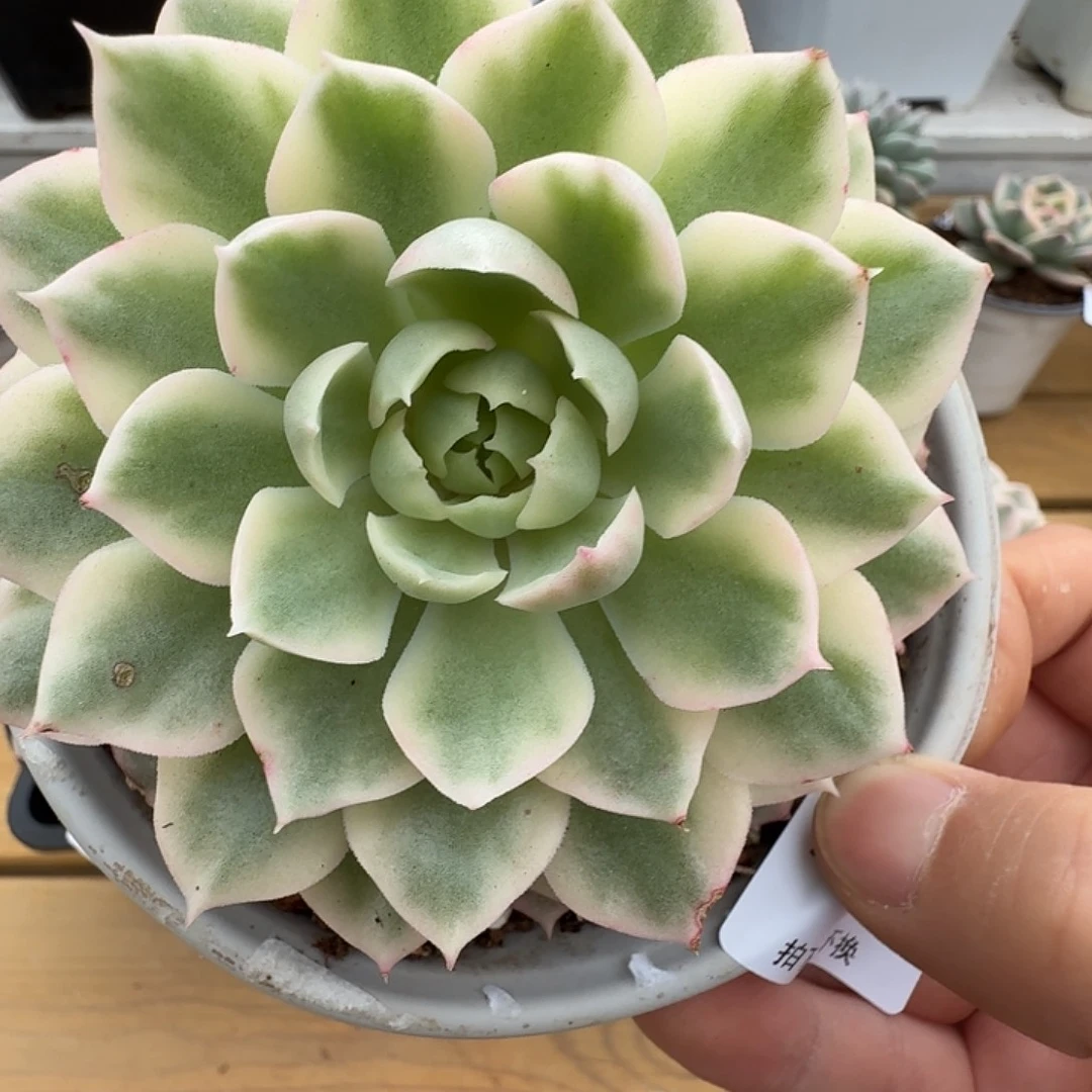 不知名锦111111120-36